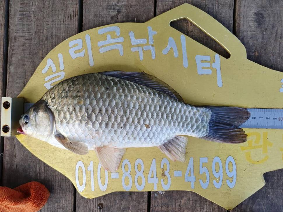 실리곡낚시터 조황입니다 (조황조행기 - 충주호조황속보)