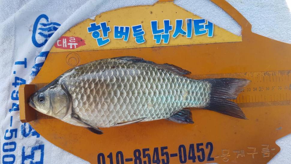 한버들 조황입니다 (조황조행기 - 충주호조황속보)