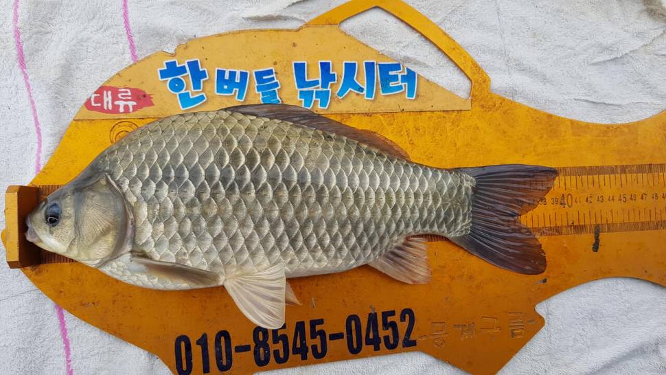한버들 4짜 포함 허릿급 조황입니다 (조황조행기 - 충주호조황속보)
