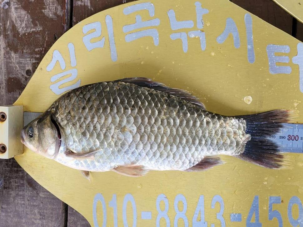 실리곡낚시터 조황입니다 (조황조행기 - 충주호조황속보)
