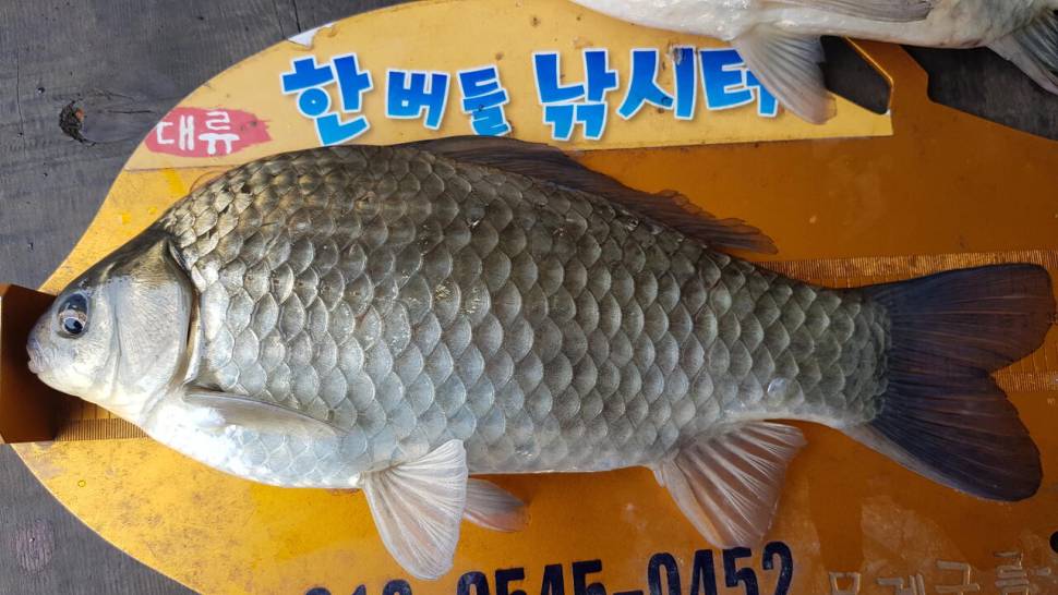 청풍 한버들 낚시터 4짜포함 허릿급 조황입니다 (조황조행기 - 충주호조황속보)