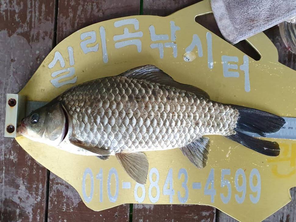 실리곡낚시터 43cm 허리급 조황입니다 (조황조행기 - 충주호조황속보)