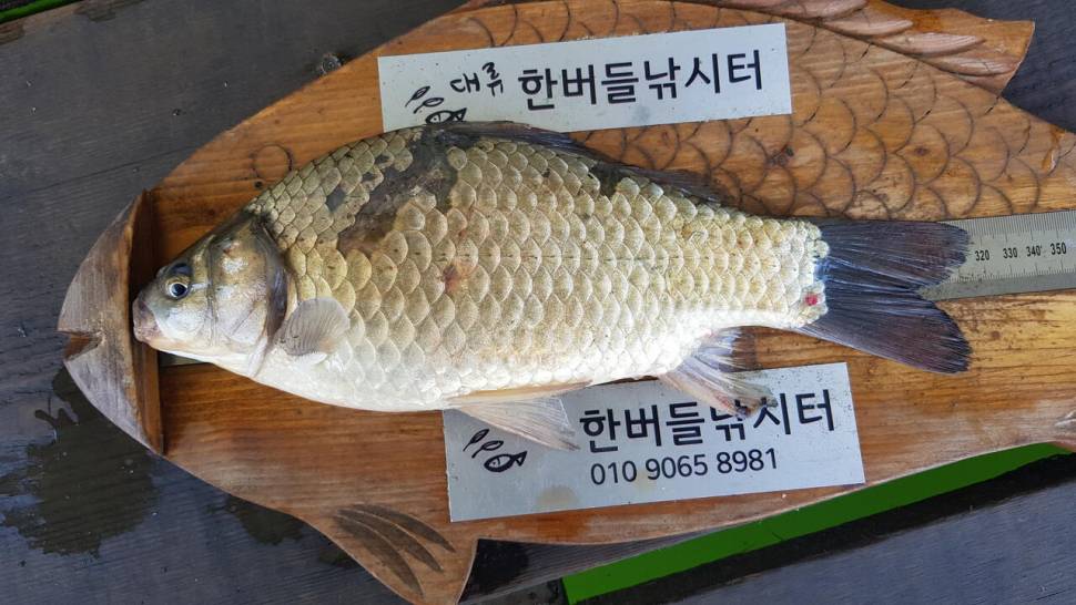 한버들 4짜 포함 허릿급 조황입니다 (조황조행기 - 충주호조황속보)