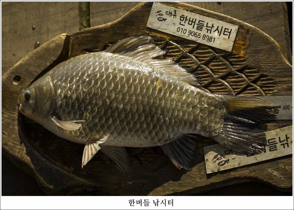 한버들 왕중왕전 둘째날 조황입니다 (조황조행기 - 충주호조황속보)