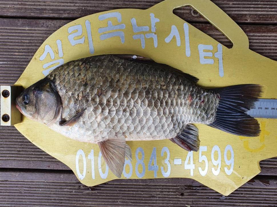 실리곡낚시터 허리급 조황입니다 (조황조행기 - 충주호조황속보)
