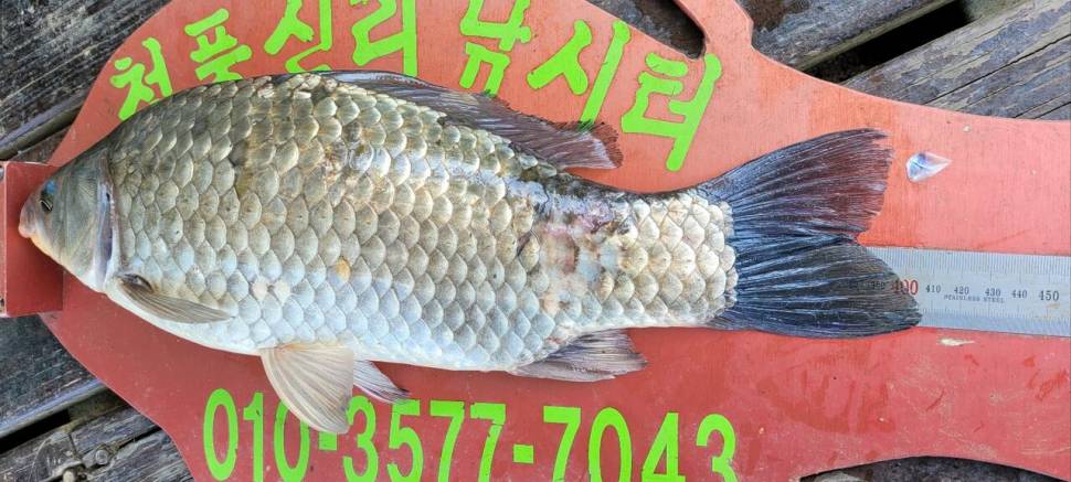 청풍신리낚시터 4짜4짜 조황입니다 (조황조행기 - 충주호조황속보)