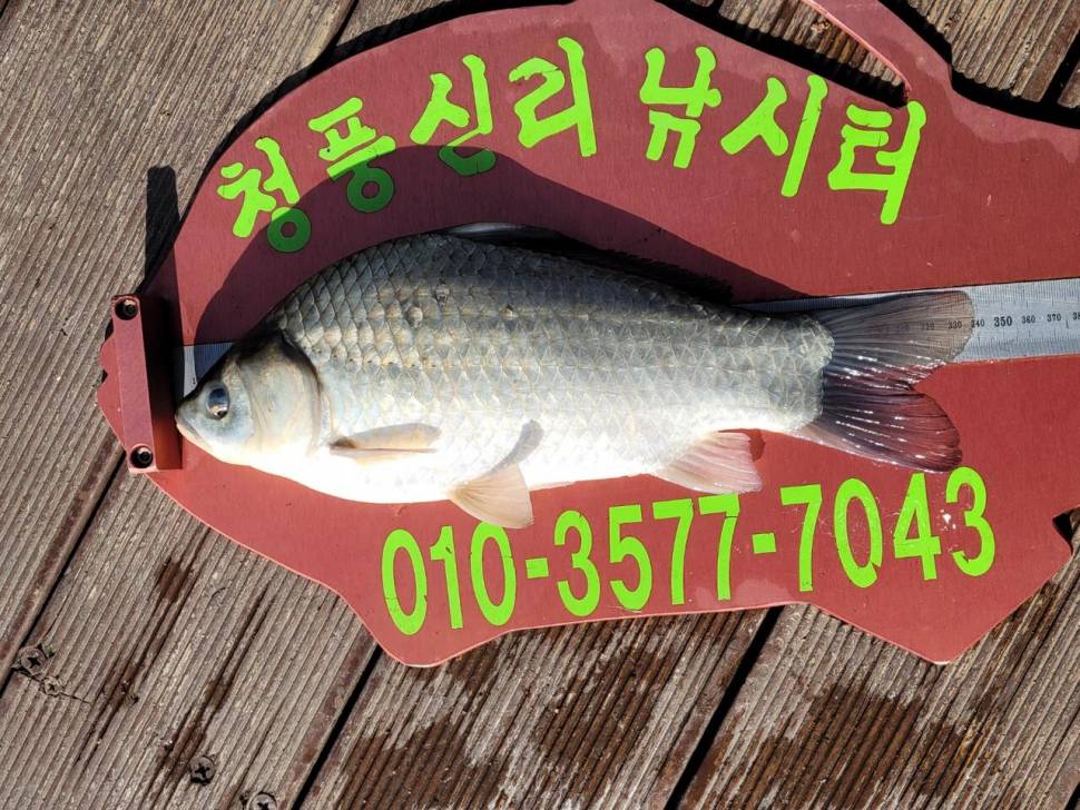 청풍신리낚시터 조황정보입니다 (조황조행기 - 충주호조황속보)