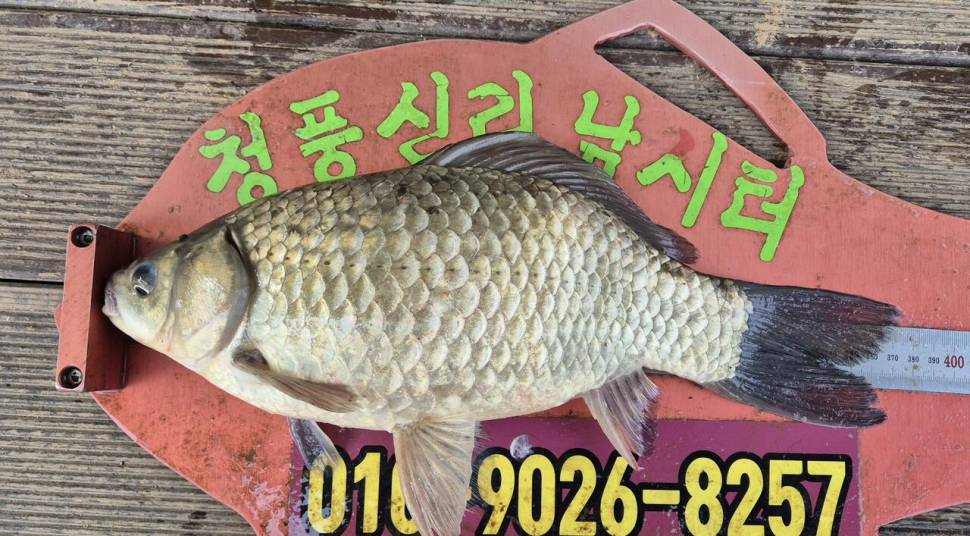 청풍신리낚시터 주말조황입니다 (조황조행기 - 충주호조황속보)