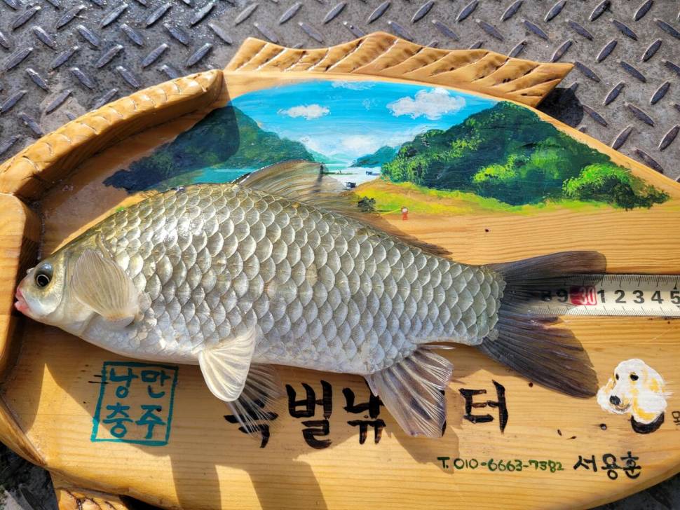 연일4짜행진중목벌낚시터 (조황조행기 - 충주호조황속보)