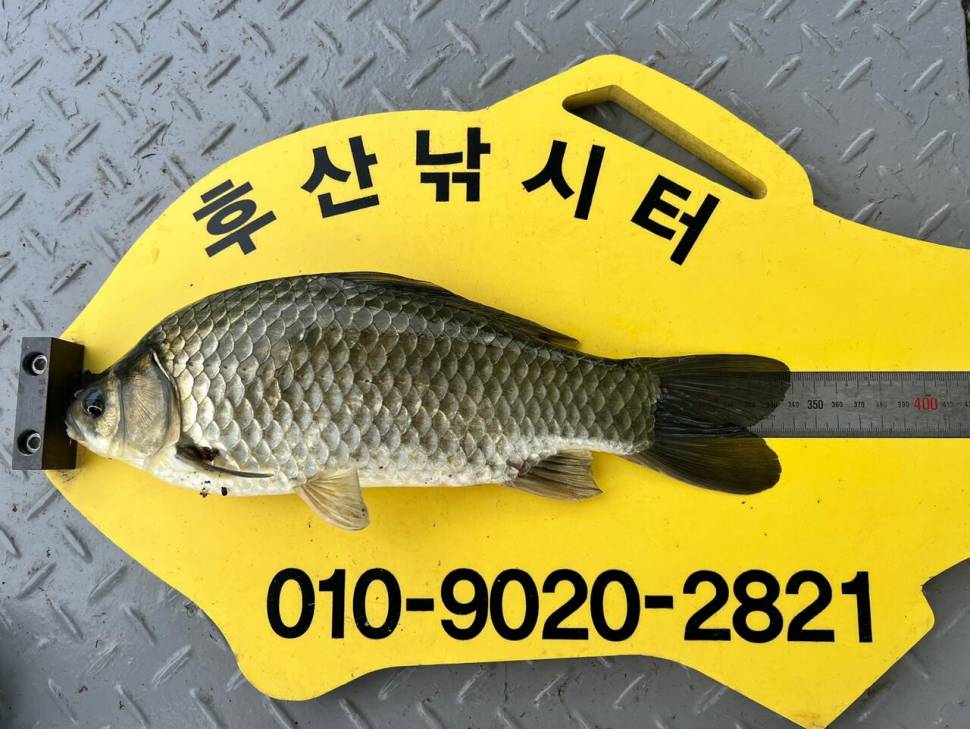후산낚시터 조황 안내 입니다 (조황조행기 - 충주호조황속보)