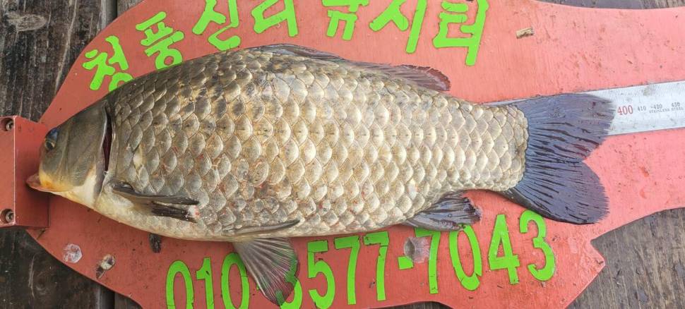 청풍신리낚시터 4짜외 허리급마릿수 조황입니다 (조황조행기 - 충주호조황속보)