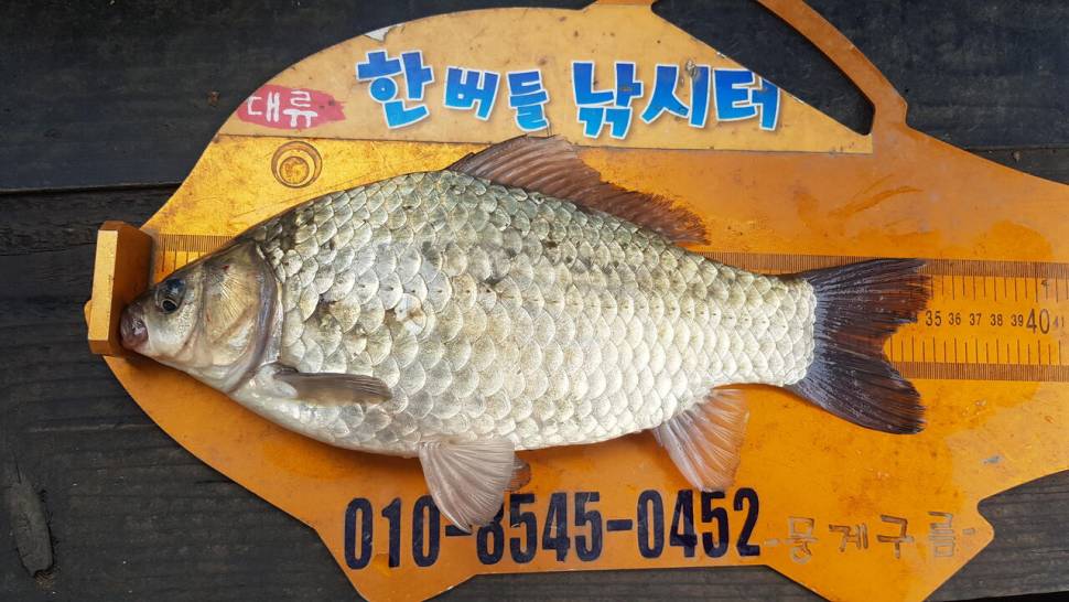 한버들 조황입니다 (조황조행기 - 충주호조황속보)