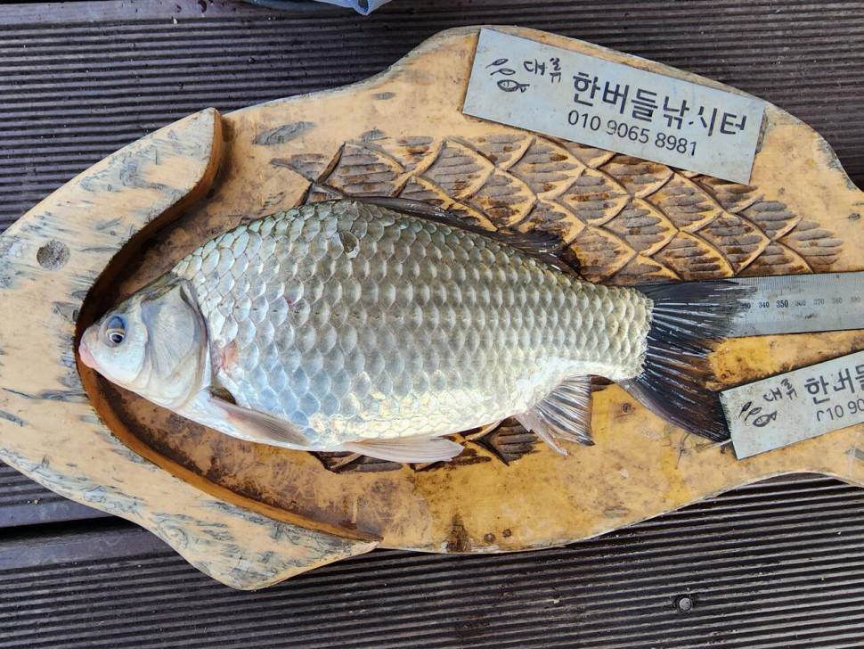 청풍 한버들 허릿급 조황입니다 (조황조행기 - 충주호조황속보)