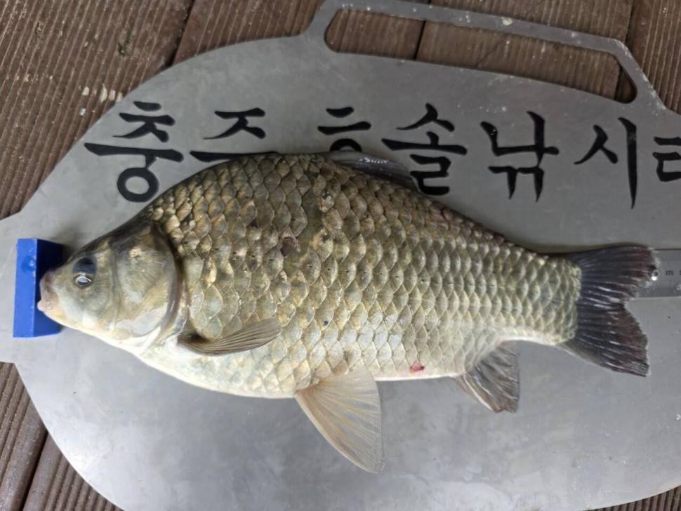 솔낚시터 조황 소식입니다 (조황조행기 - 충주호조황속보)