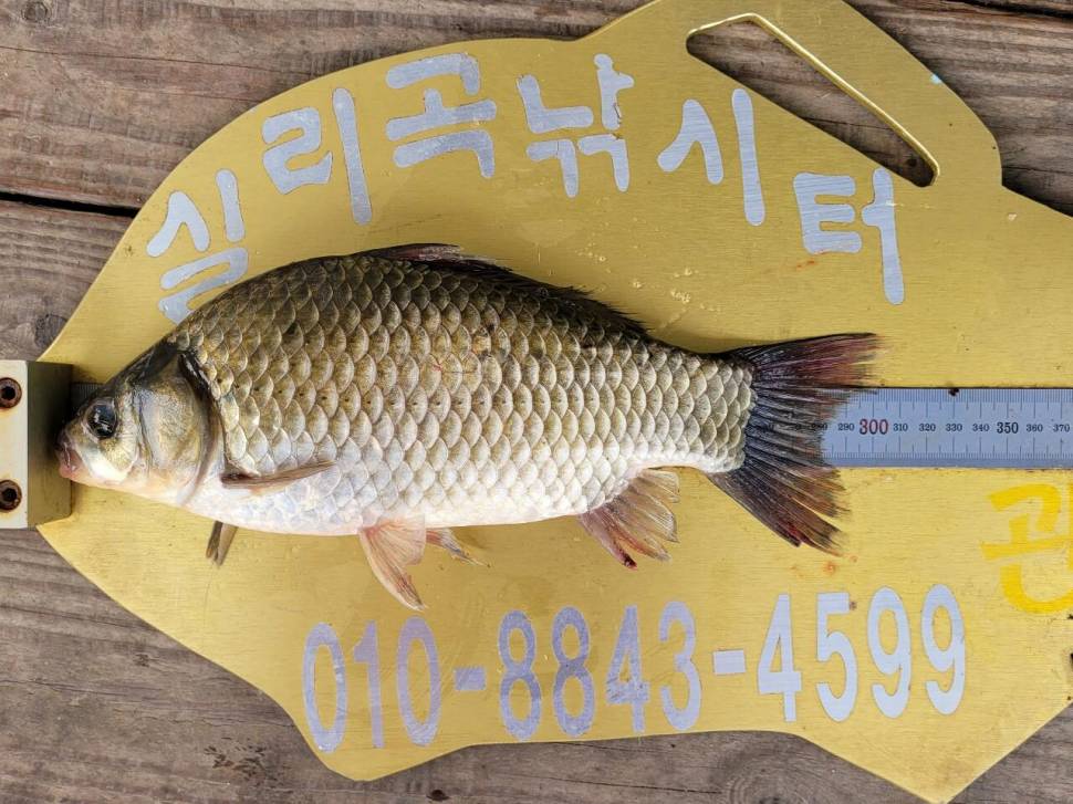 실리곡낚시터 조황입니다 (조황조행기 - 충주호조황속보)