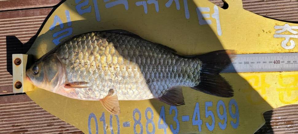 실리곡낚시터 조황입니다 (조황조행기 - 충주호조황속보)