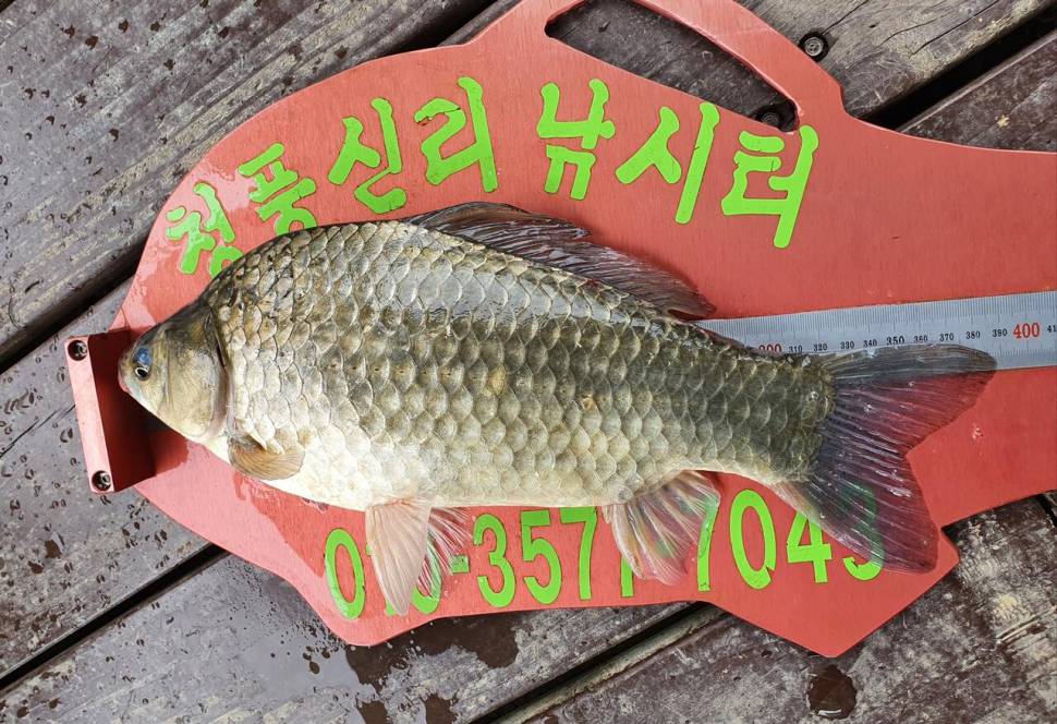 청풍신리낚시터 43cm4짜 4수 조황입니다 (조황조행기 - 충주호조황속보)