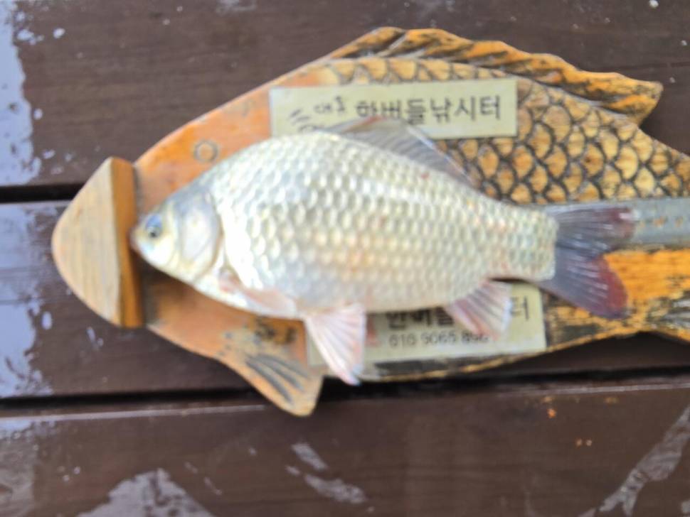 청풍 한버들 조황입니다 (조황조행기 - 충주호조황속보)
