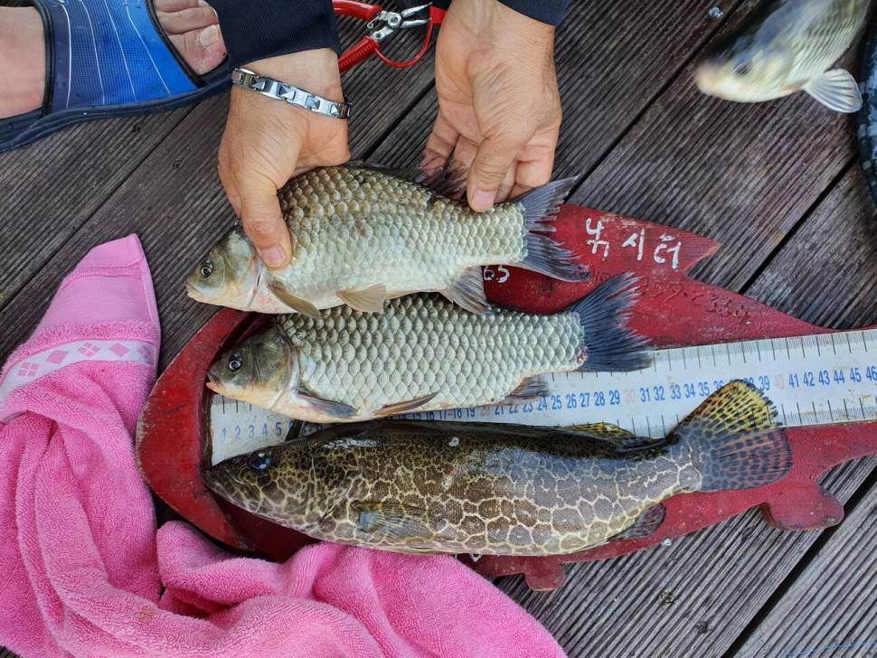 용곡 김기호낚시터 허리급 조황입니다 (조황조행기 - 충주호조황속보)