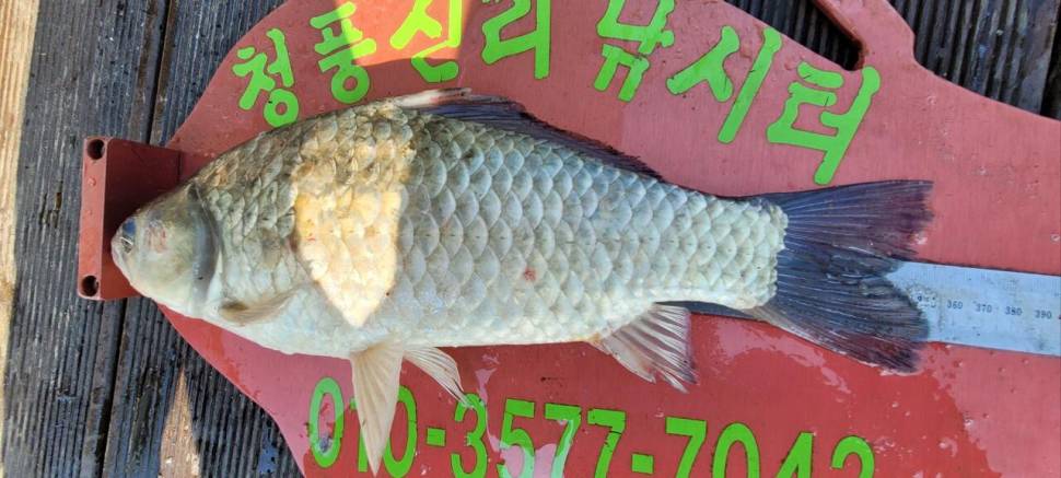 청풍신리낚시터 허리급 조황입니다 (조황조행기 - 충주호조황속보)