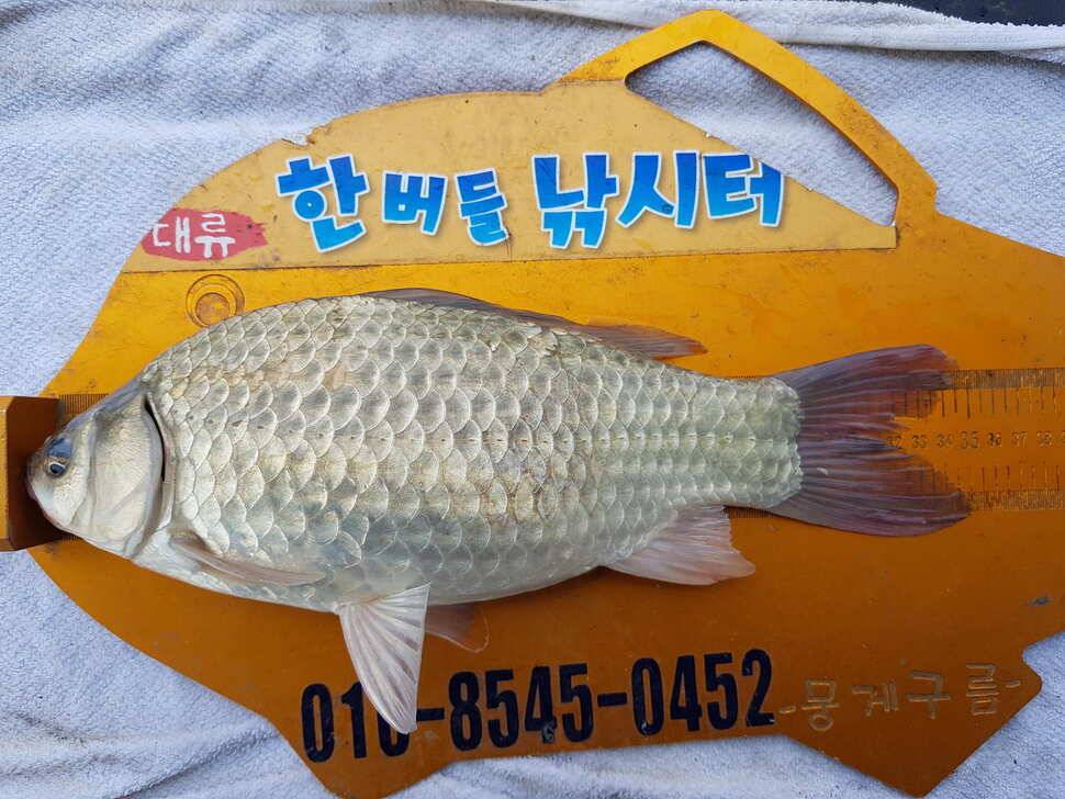 한버들 조황입니다 (조황조행기 - 충주호조황속보)