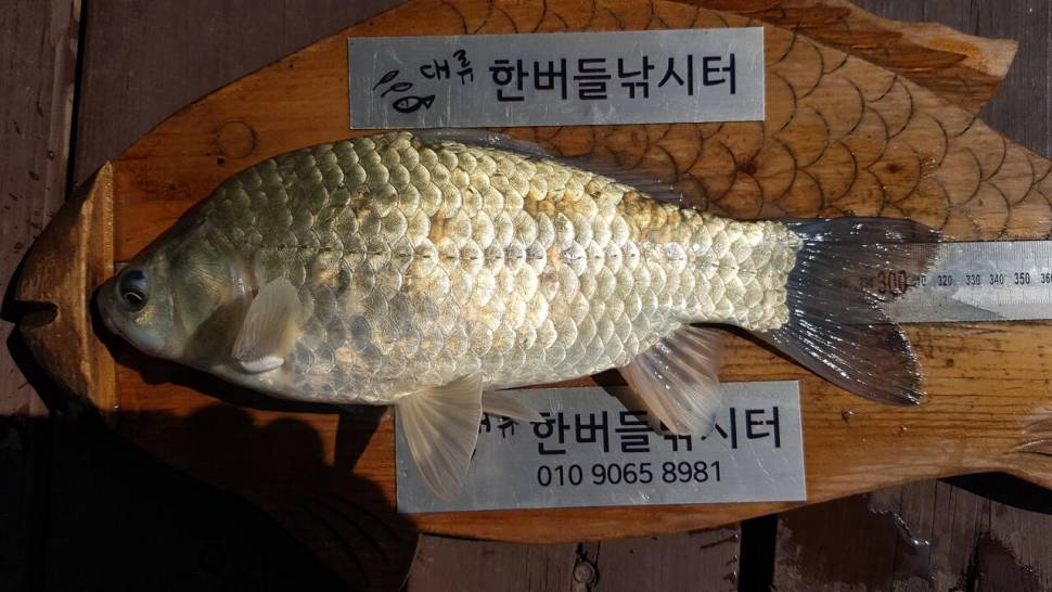 한버들 허릿급 조황입니다 (조황조행기 - 충주호조황속보)