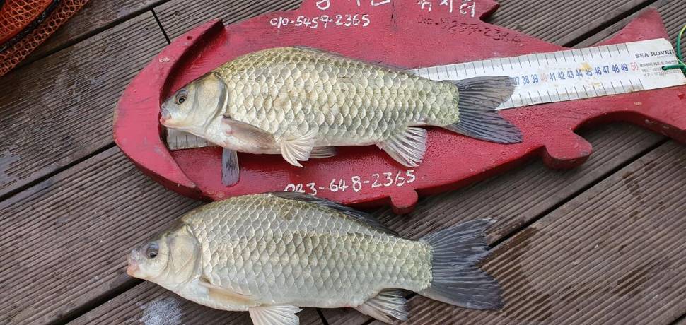 용곡 김기호 낚시터 사짜와 허리급 조황입니다 (조황조행기 - 충주호조황속보)