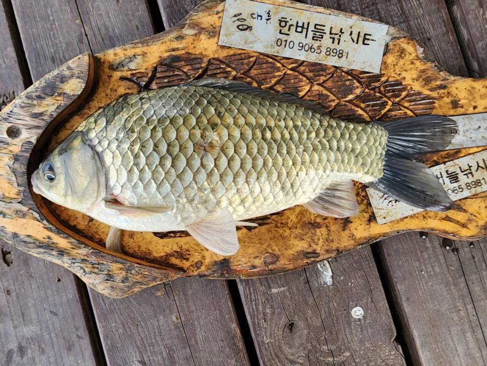 청풍 한버들 4짜및 허릿급 조황입니다 (조황조행기 - 충주호조황속보)