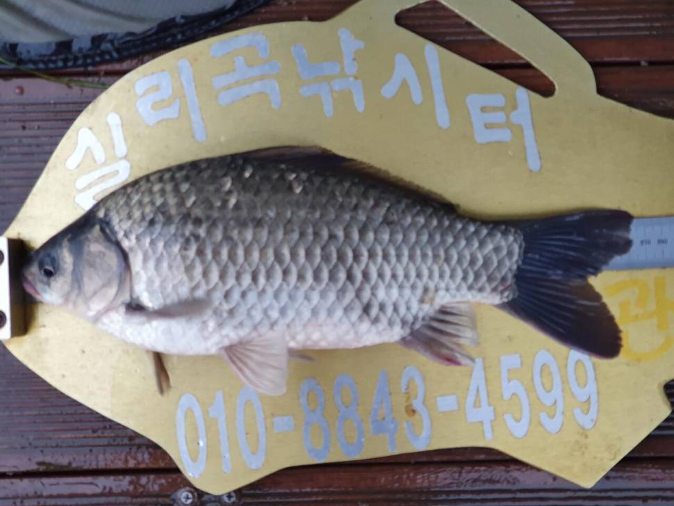 실리곡낚시터 허리급 조황입니다 (조황조행기 - 충주호조황속보)