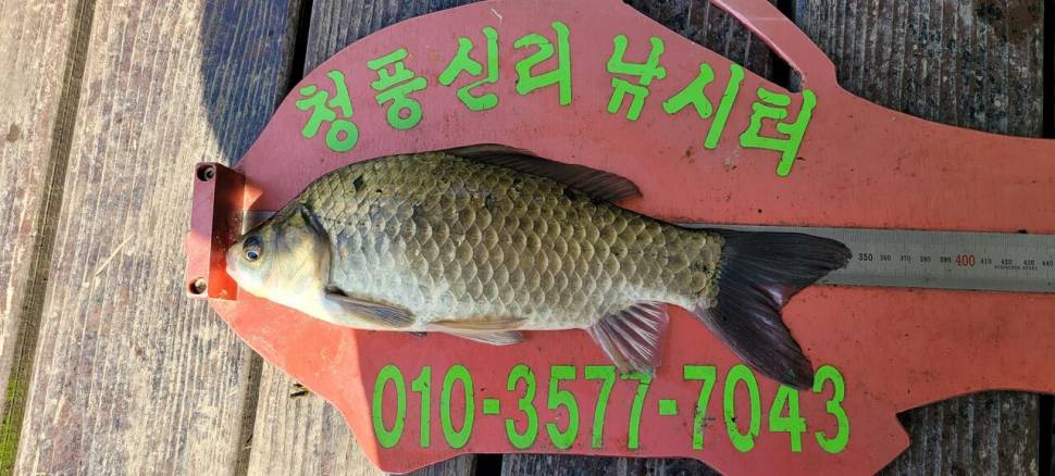 청풍신리낚시터 조황입니다 (조황조행기 - 충주호조황속보)