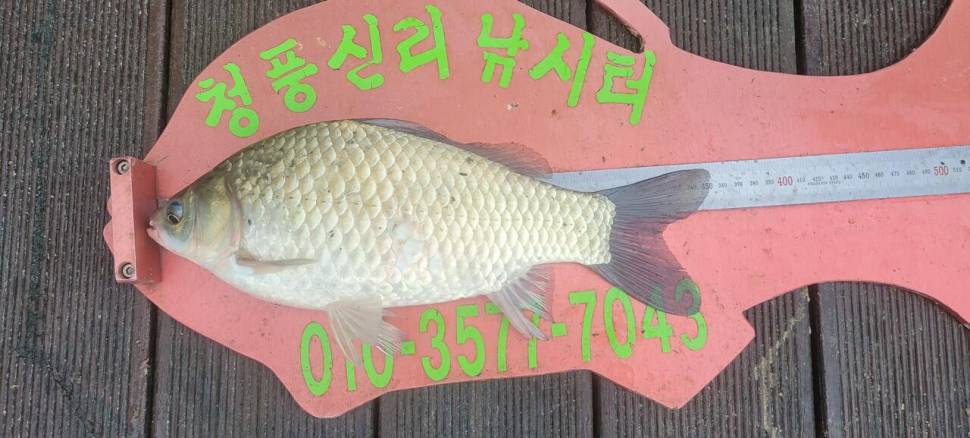 청풍신리낚시터 허리급 조황입니다 (조황조행기 - 충주호조황속보)