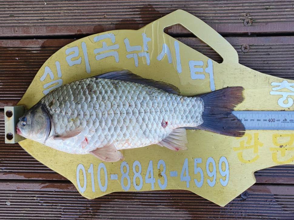 실리곡낚시터 4짜 조황입니다 (조황조행기 - 충주호조황속보)