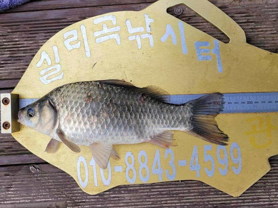 실리곡낚시터 조황입니다 (조황조행기 - 충주호조황속보)