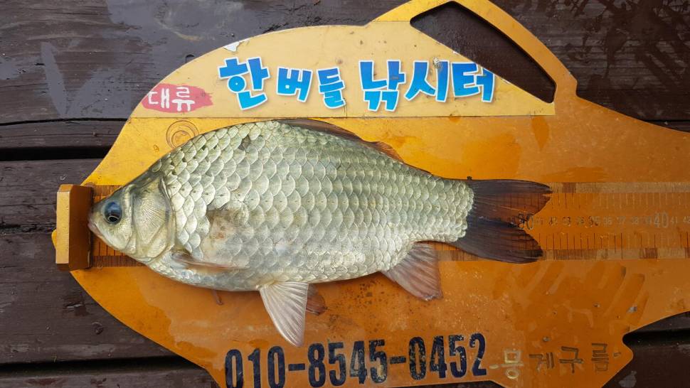 한버들 조황입니다 (조황조행기 - 충주호조황속보)