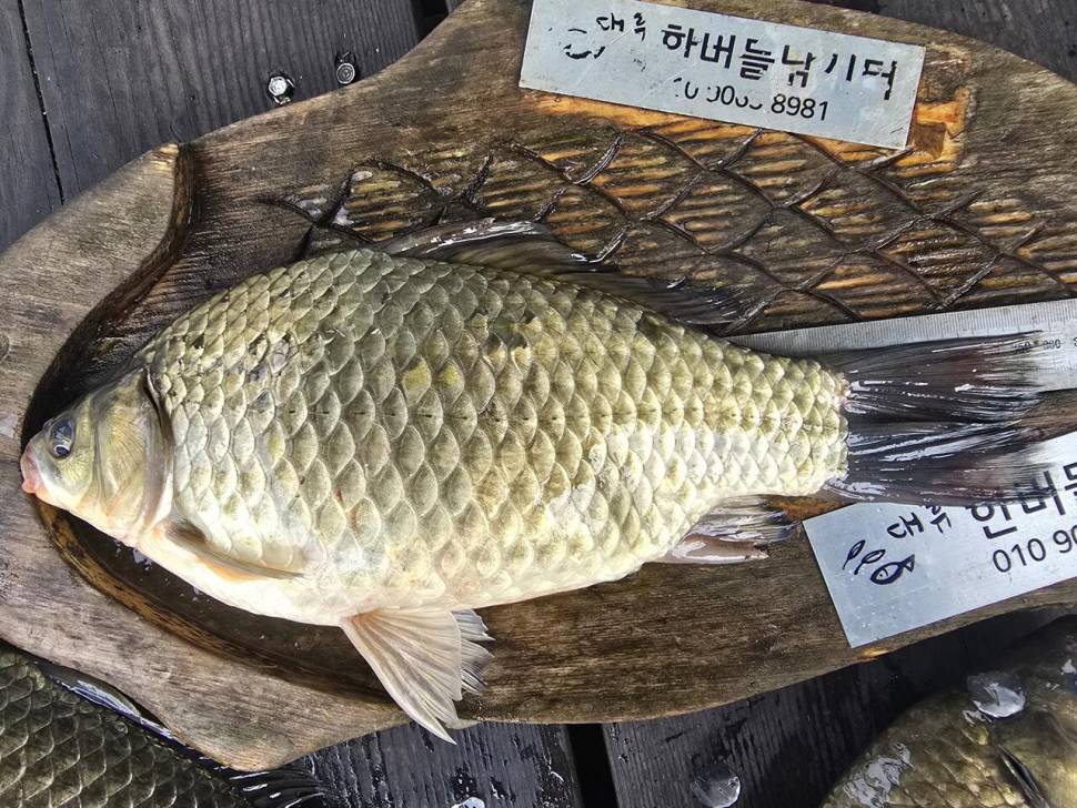 청풍 한버들 조황입니다 (조황조행기 - 충주호조황속보)