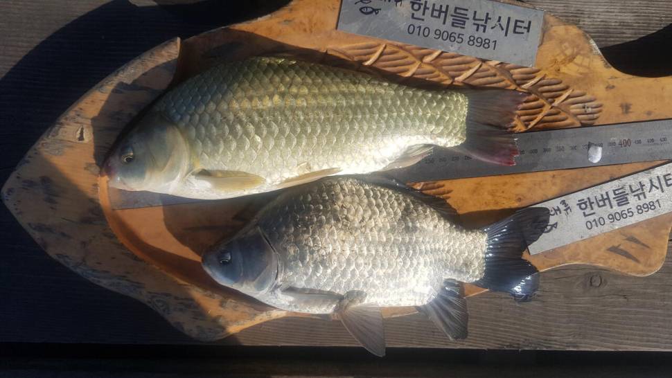 청풍호 한버들 조황입니다 (조황조행기 - 충주호조황속보)
