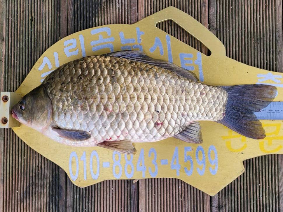 실리곡낚시터 43cm 대물 조황입니다 (조황조행기 - 충주호조황속보)