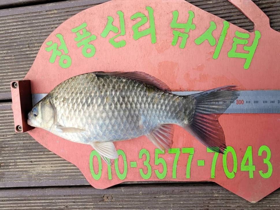 청풍신리낚시터 조황정보입니다 (조황조행기 - 충주호조황속보)