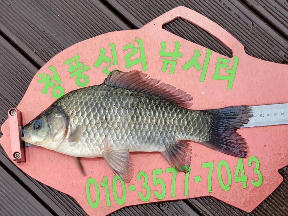 청풍신리낚시터 조황정보입니다 (조황조행기 - 충주호조황속보)
