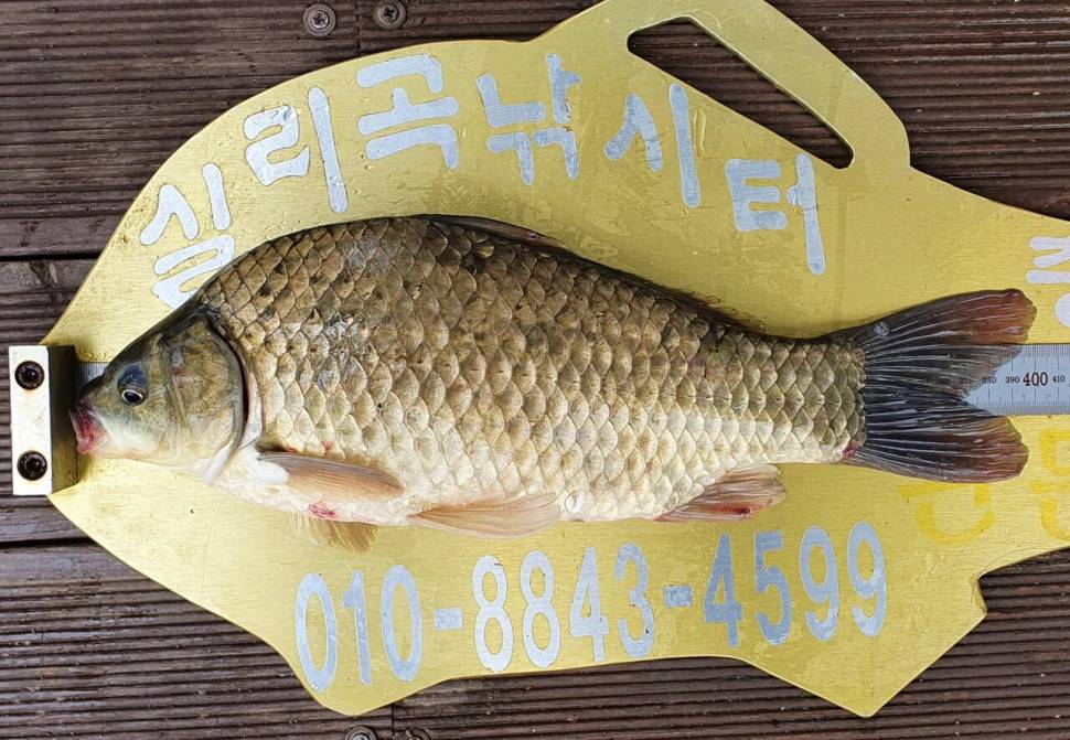 실리곡낚시터 4짜외 허리급 조황입니다 (조황조행기 - 충주호조황속보)
