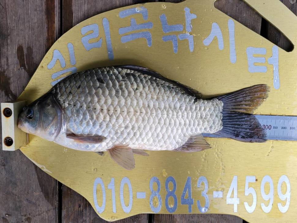 실리곡낚시터 조황입니다 (조황조행기 - 충주호조황속보)