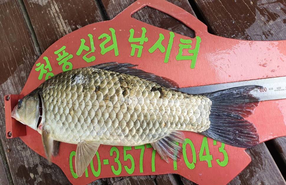 청풍신리낚시터 4짜 5수허리급 2수 조황입니다 (조황조행기 - 충주호조황속보)