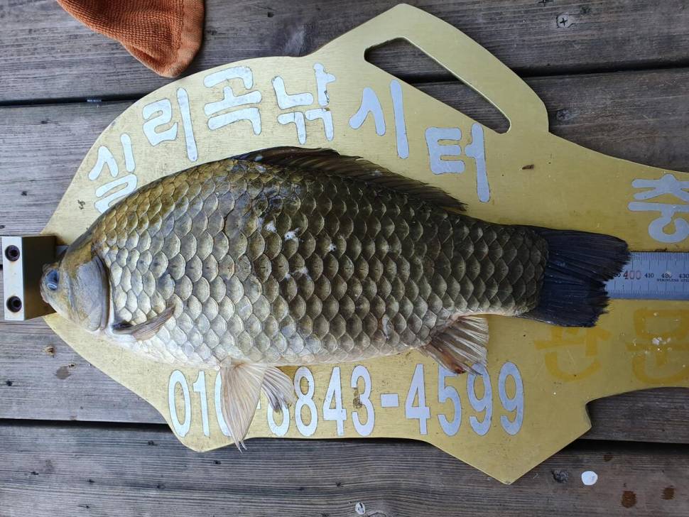 실리곡낚시터 4짜 조황입니다 (조황조행기 - 충주호조황속보)