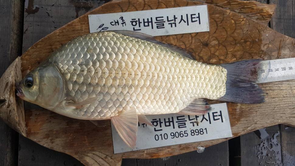 청풍 한버들 허릿급 조황입니다 (조황조행기 - 충주호조황속보)