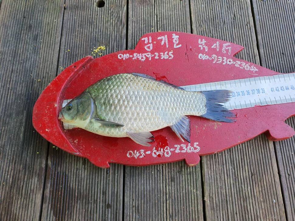 용곡 김기호 낚시터 조황정보 입니다 (조황조행기 - 충주호조황속보)