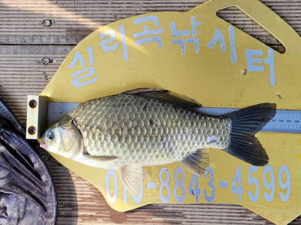 실리곡낚시터 4짜외 허리급입니다 (조황조행기 - 충주호조황속보)