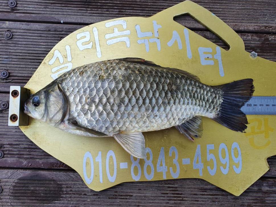 실리곡낚시터 허리급 조황입니다 (조황조행기 - 충주호조황속보)
