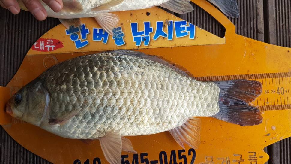청풍 한버들 낚시터 4짜포함 허릿급 조황입니다 (조황조행기 - 충주호조황속보)