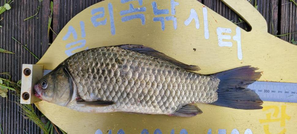 청풍 실리곡낚시터 4짜외 허리급마릿수입니다 (조황조행기 - 충주호조황속보)