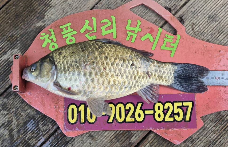 청풍신리낚시터 주말조황입니다 (조황조행기 - 충주호조황속보)